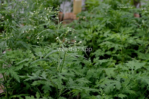 parthenium, ragweed